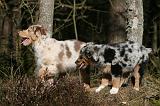 BERGER AUSTRALIEN PUPPIES 605